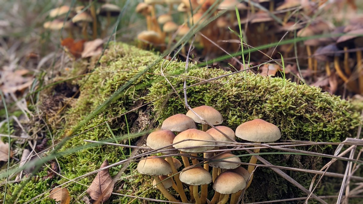 wschoneveld's tweet photo. Wat een prachtige herfst week op Terschelling - volop genieten! https://t.co/KceOSrH2TE