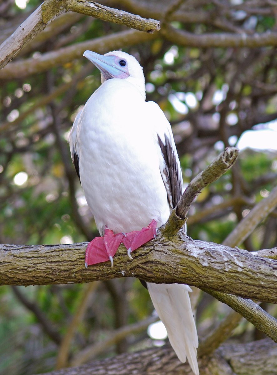 Move over Jimmy Choo,👠these fuchsia boots are divine! On trend, water proof, comfortable enough to wear everyday! The owner of this great looking footwear is the red-footed booby - an amazing seabird species that breeds on Christmas Island. 📷 Parks Australia