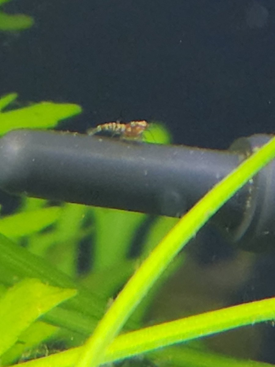 Chi_caridina's tweet photo. Looks like a new #RedBoa #Caridina
Ohhhh the first one to show it's head so far but there was 5 mommies ready for this.
The next several weeks will be so much fun!! https://t.co/jXWuAvac8X