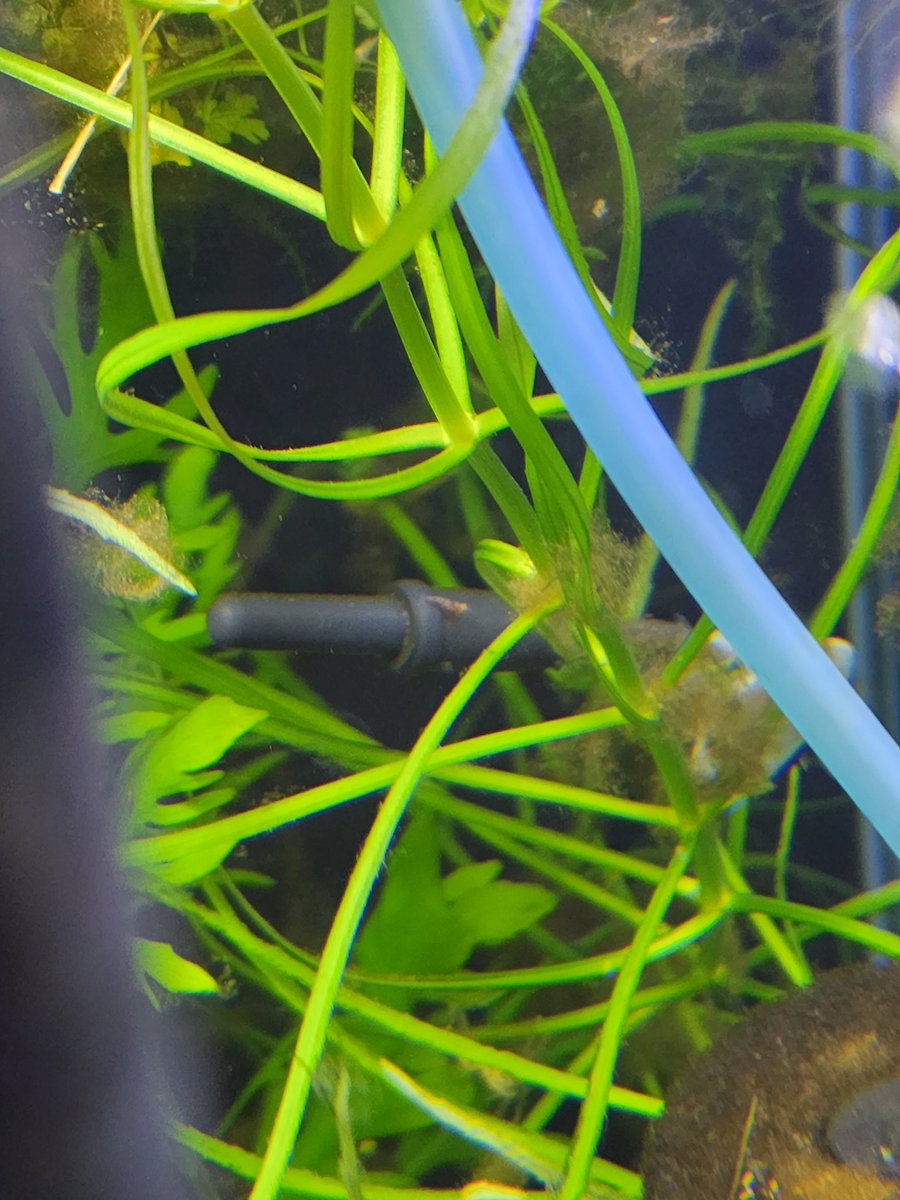 Chi_caridina's tweet photo. Looks like a new #RedBoa #Caridina
Ohhhh the first one to show it's head so far but there was 5 mommies ready for this.
The next several weeks will be so much fun!! https://t.co/jXWuAvac8X