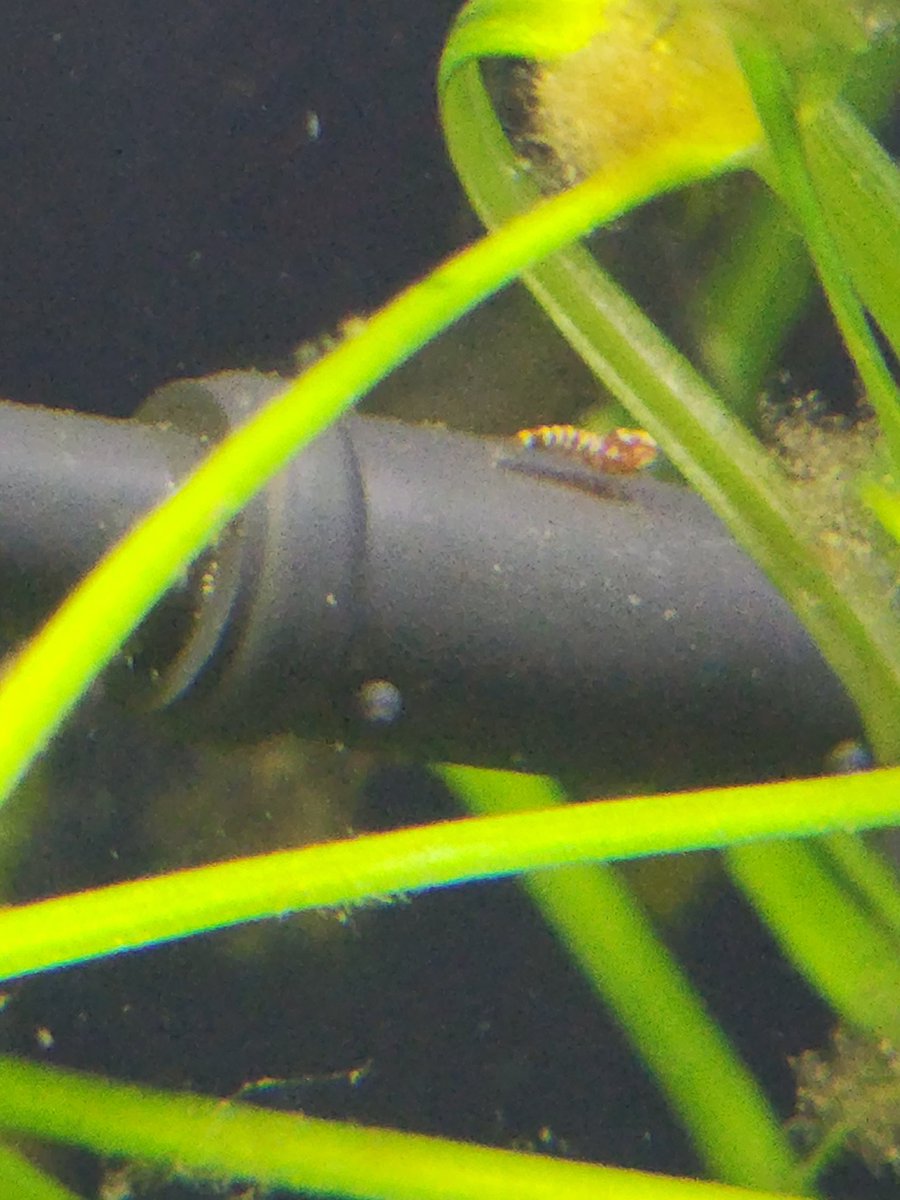 Chi_caridina's tweet photo. Looks like a new #RedBoa #Caridina
Ohhhh the first one to show it's head so far but there was 5 mommies ready for this.
The next several weeks will be so much fun!! https://t.co/jXWuAvac8X