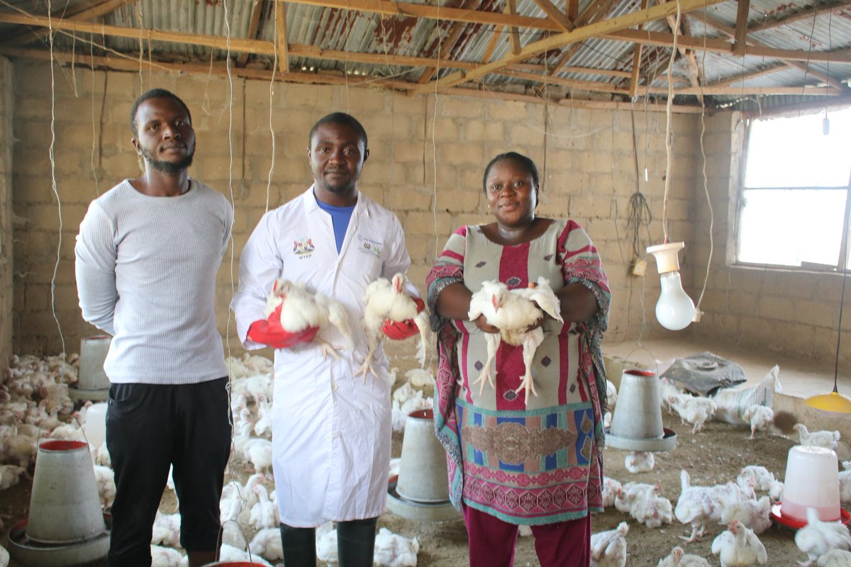 WYEP IMPLEMENTATION UPDATE:
JOVABA FARM is owned by Frank Baba. He is a beneficiary under Kaduna State APPEALS Project under the Women and Youth Empowerment Programme, (WYEP). 
<a href="/KadunaMOAgric/">Kaduna State Ministry of Agriculture</a> <a href="/KadunaAppeals/">Kaduna APPEALS Project</a> <a href="/APPEALSng/">APPEALS Project</a>