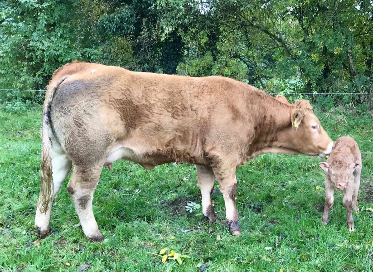 granshalimousin's tweet photo. Someone’s enjoying their wash! Jym first calver with her Ivor hfr calf. 292 days and calved herself https://t.co/4MLaSKC5G4
