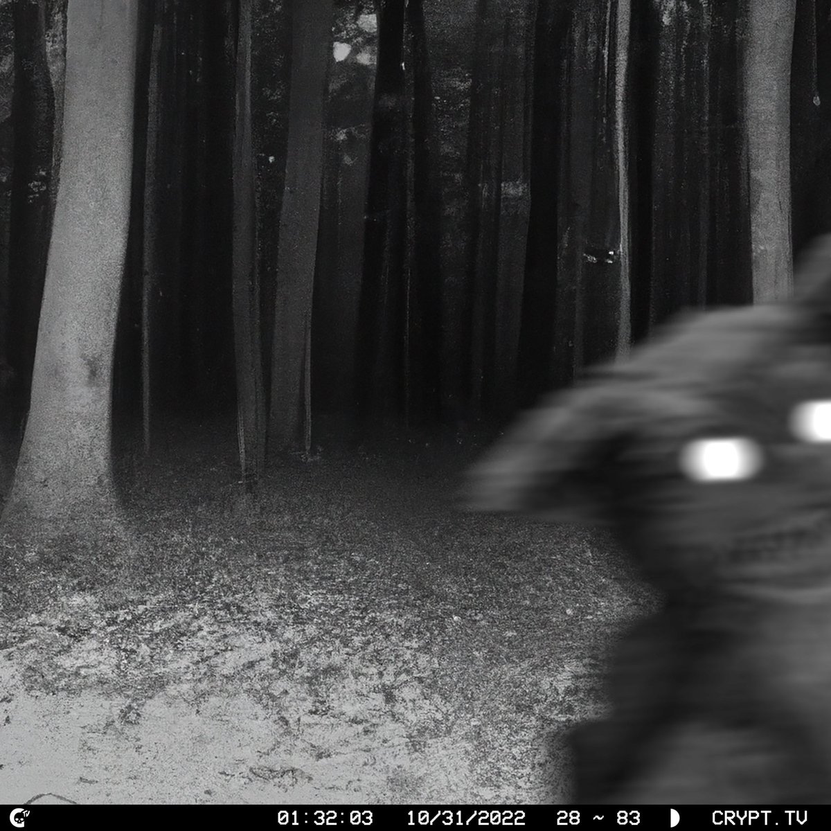 HIDDEN CAMERA FOOTAGE RECOVERED IN THE WOODS JUST OUTSIDE [REDACTED].

AUTHORITIES COULDN'T IDENTIFY THE CREATURE...