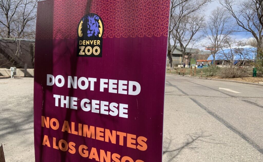 mmdenverRE's tweet photo. Denver Zoo reports two deaths from avian flu as cases surge in Colorado https://t.co/kq07QSjWGw https://t.co/Q0hZlCkTfO