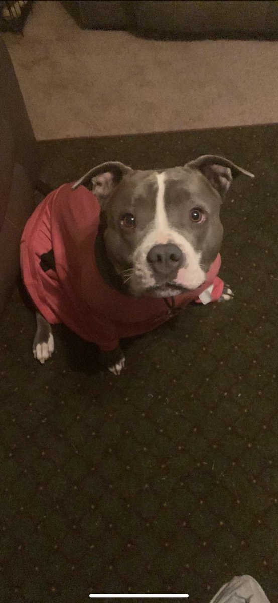 Update on Roxie. They done more X-rays to see if the fluids are helping but she’s still the same no changes they suppose to call in the morning to let me know the next steps. She still not out of the woods yet.