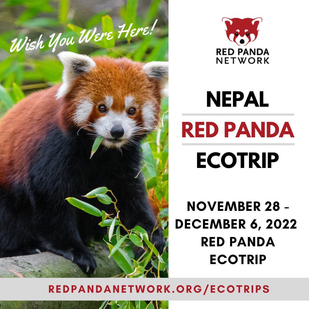 RedPandaNetwork's tweet photo. A postcard from red panda country. ๐พ
Join the November 28 - December 6, 2022 ecotrip in eastern Nepal and receive a 10% discount! Hurry -- space is running out! https://t.co/8MI0uZUSqO
#adventure #adventuretravel #ecotrip #redpandaecotrip #conservationtravel #ecotourism #nepal https://t.co/VQBHLo0Qik