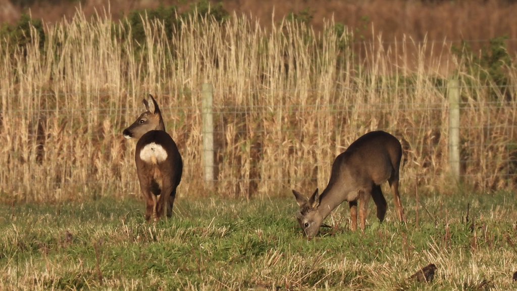 angnatur's tweet photo. #mersehead #rspbmersehead #merseheadfarm https://t.co/Rx8ELB2AB0