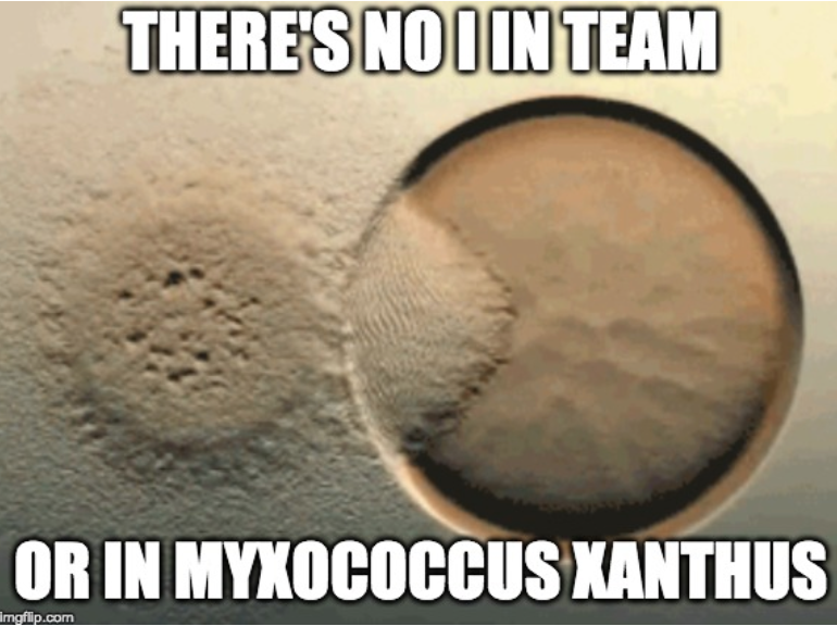 markowenmartin's tweet photo. Last year, my #Bio350 #Micronauts created some #MicrobialMemes that made me laugh, and also think about what concepts stood out to *them*. #ManyWaysToLearn #Creativity @univpugetsound @ASMicrobiology https://t.co/58AP8nZ2vx