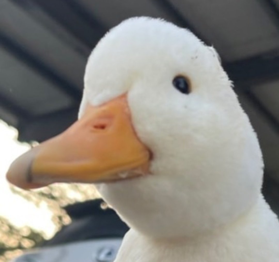 malacarasev's tweet photo. PRESTANDO MUXISIMA ATENSION A LOKE DISES PERO NO ENTIENDO NADA PORKE SOY UN PATO BEIBE AMI O ME HABLA EN CUAC O NADA https://t.co/nXJfh9qrhg
