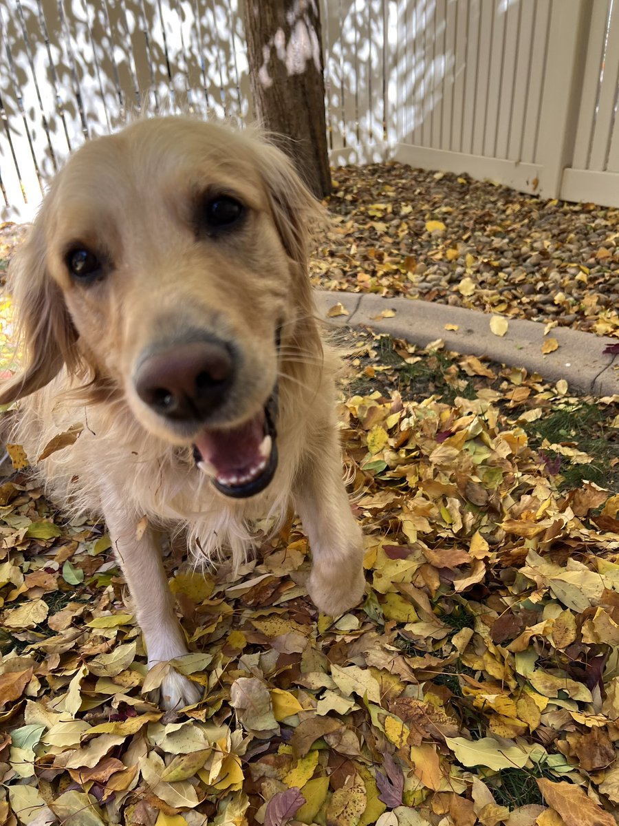 mhbeegle's tweet photo. Happy birthday to this lovely boy, Jackson. He turns 3 today! Boop!
#dogsoftwitter #goldenretrievers #happybirthday https://t.co/x4LdwOe7zY