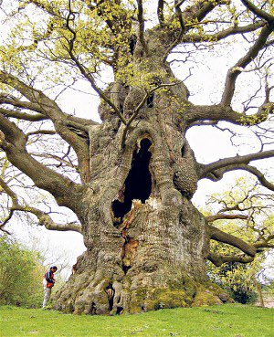 The Majesty Oak
Fredville Estate Park
Kent, England
believed to be 500-600 years old.

#thicktrunktuesday #trees #nature 
#oak #oaktrees