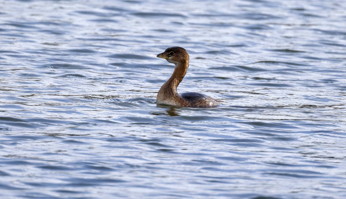 Pied-billed Grebe (Alabaster, AL) #Canon #Canonphotography #birdphotography #ThePhotoHour #birdwatching #NaturePhotography #birdtwitter #TwitterNatureCommunity #BirdsSeenIn2022