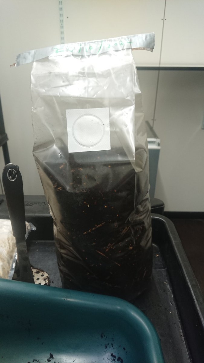 Cr'Oyster mushrooms will be appearing soon. The farm is being rebooted with a local volunteer running it. It's good to have one of the really good #Croydon circular economy projects back up and running. Here's the first inoculated bag of waste coffee grounds of the reboot.