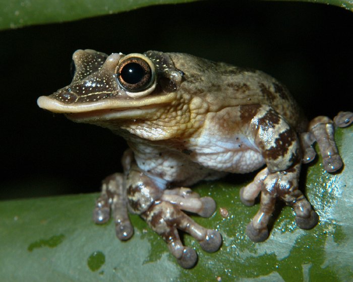 frog ★ tweet media