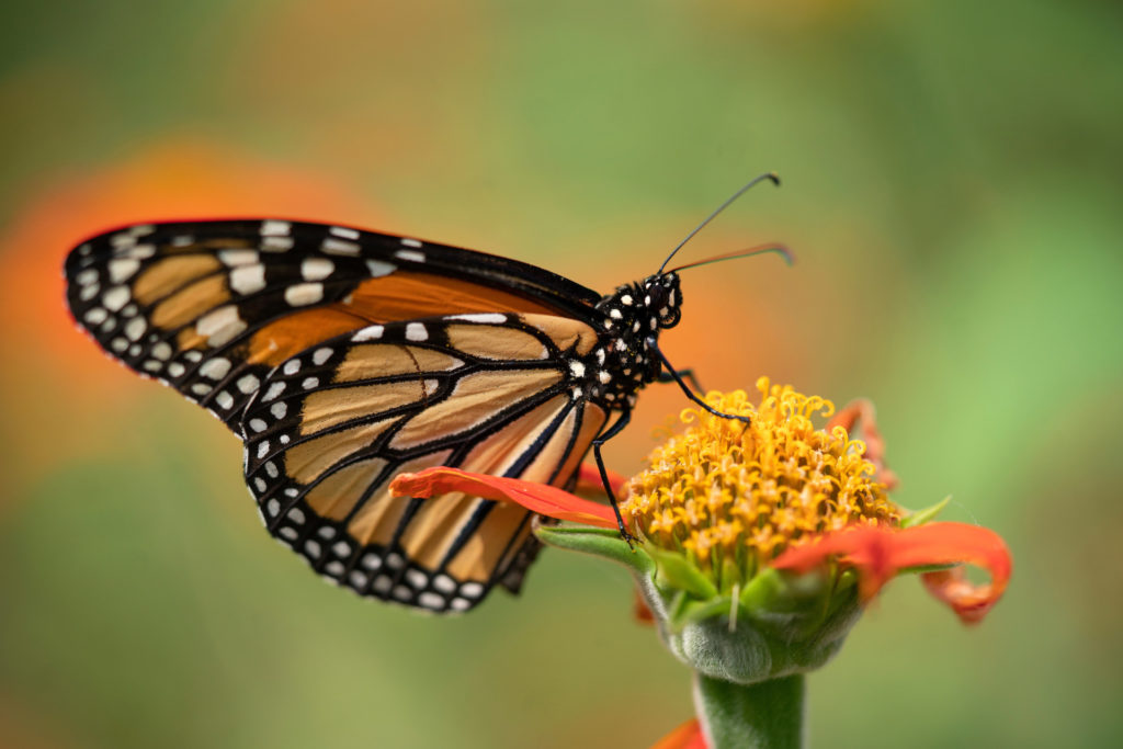 For those who love to watch the butterflies, the time is coming to an end to spot the beautiful #Monarch. 
This week is the last chance for Texans to catch a glimpse before the butterflies continue their migration into Mexico. 
Read more at fal.cn/3t0PL