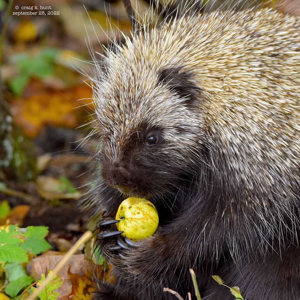 Congratulations to Craig Hunt for winning last month's top Photo-observation for the Vermont Atlas of Life on iNaturalist! Craig’s photo of this porcupine enjoying a fresh apple captures both the spirit of the season, and an up-close look at those incredible claws.