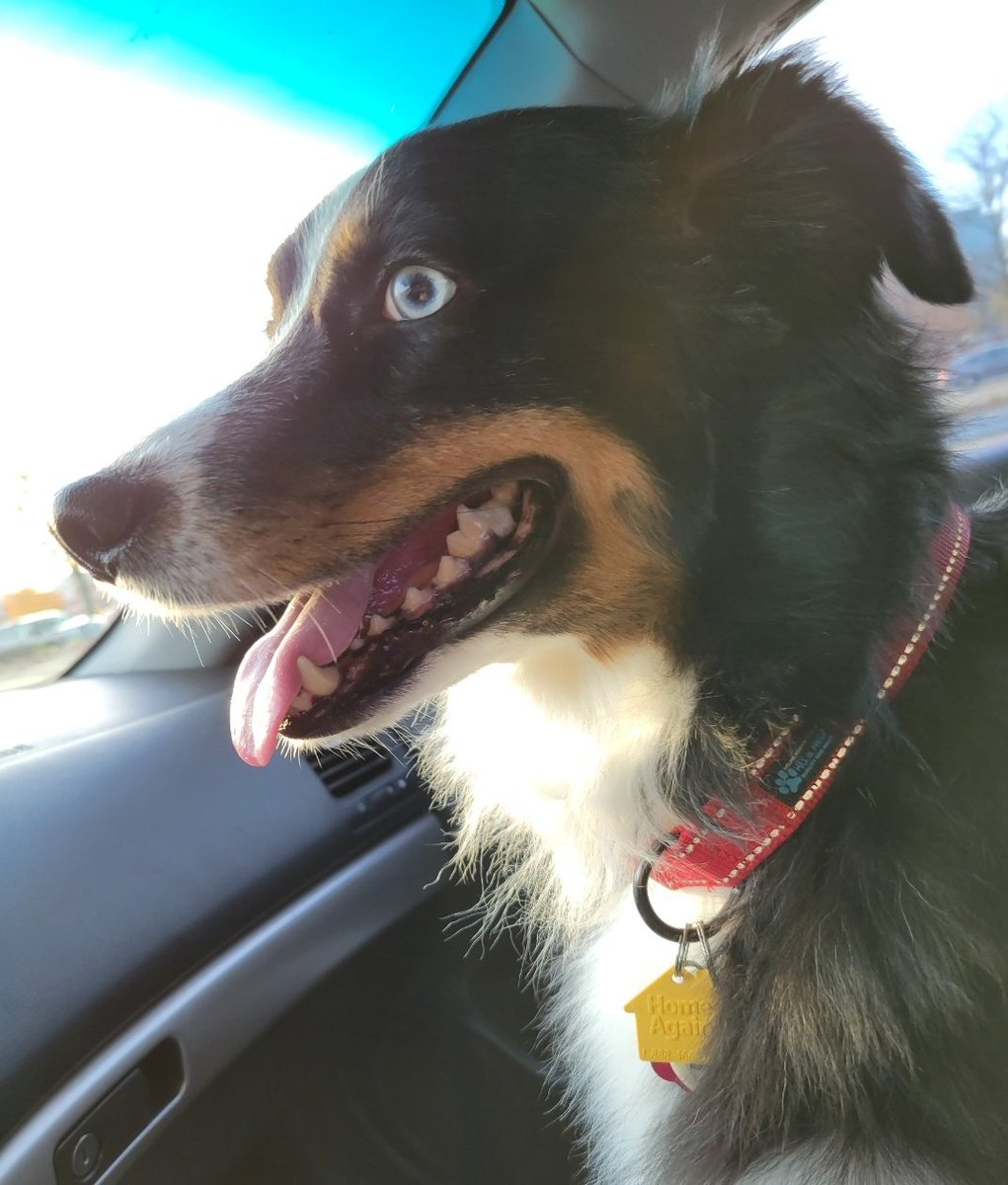 MysteryPup4's tweet photo. Having a great time on the road to adventure, maybe? 🐶😛🚗
What? The VET?😳
Joke's on you, Mum! She's out sick😋 but we do hope she's better, soon😇❤️
#MondayMorning #DogsofTwittter #dogs #DogsForTheWin https://t.co/9Gt5s65Av7