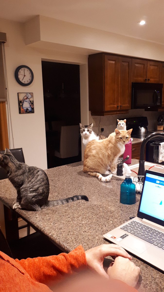 Research meeting in the Kitchen. Attendees: Oli, Milo, Luna & Nova. And the guy at the computer taking notes. @AcostaRaimondi