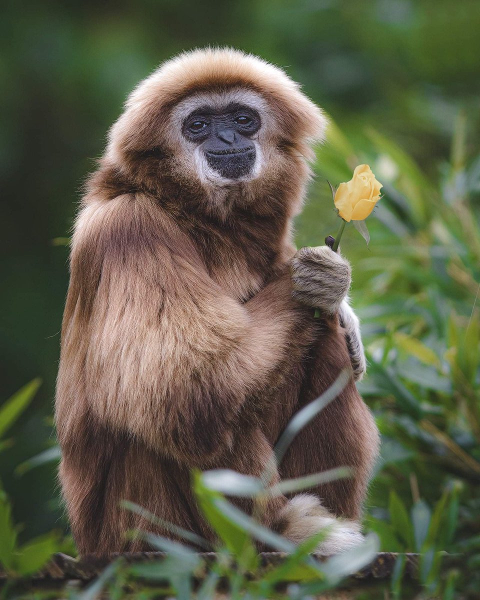 Gibbons Daily on Twitter "Happy International Gibbon Day!"