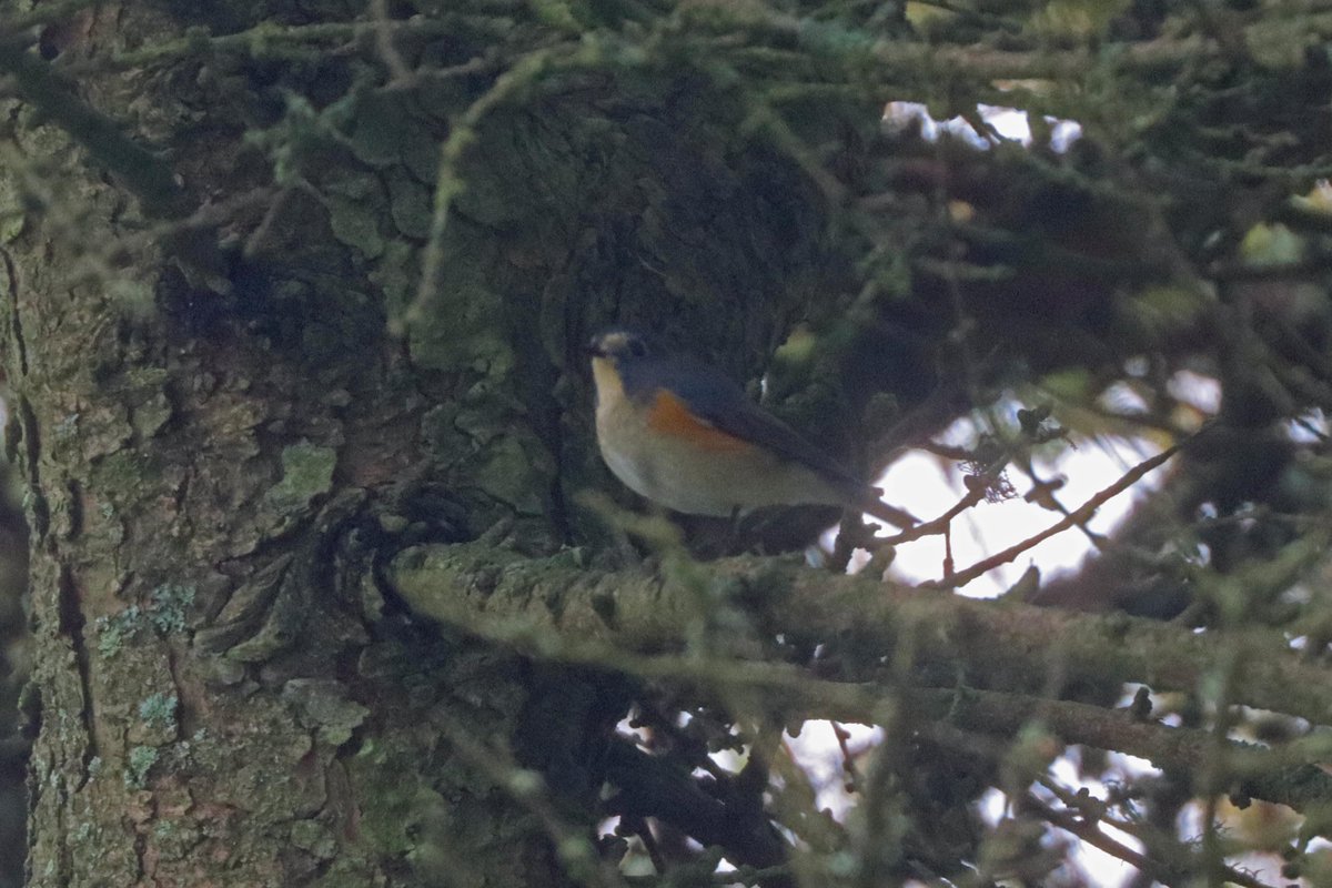 TimSykes74's tweet photo. Genuine moment of shock this pm when I bumped into the Kergord Bluetail again! Assumed long-departed like most of the recent migrants. Day 7 (at least) for this wee cracker. Miserable foggy rainy weather didn't help, but can't resist posting the best of the poor pics... https://t.co/DQ2B03YPjN