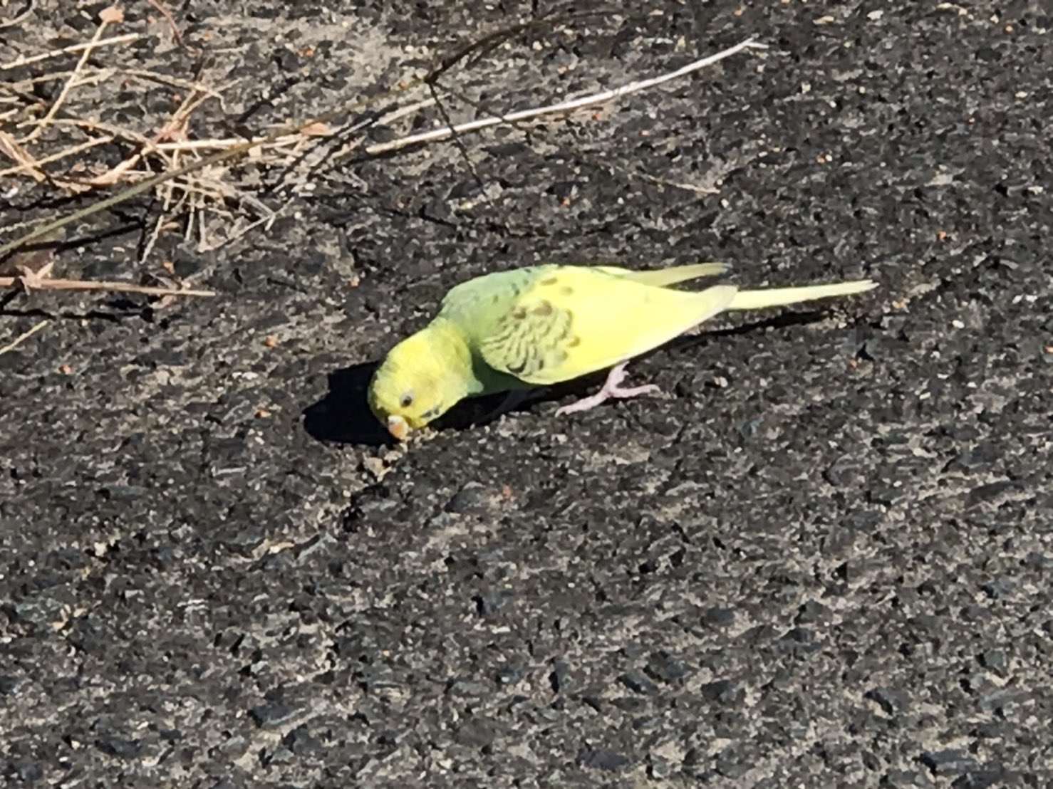 Riu Riu W Birdy Twitter