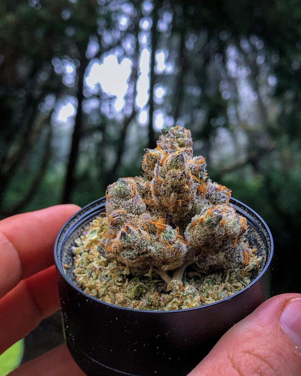 HIGH_TIMES_Mag's tweet photo. Camp sesh, anyone? 🏕 #mondaygrind 

📸: @dydrmng_society https://t.co/qpTYnOVmdf