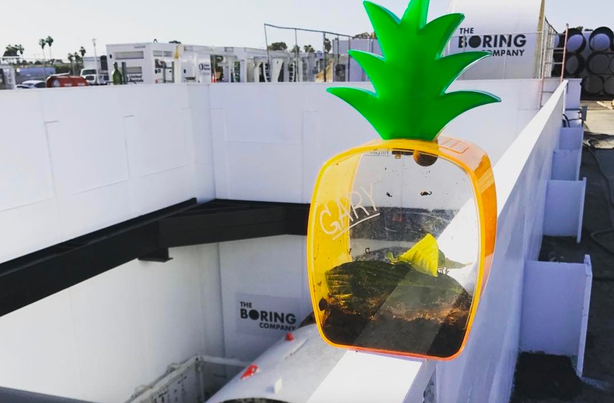 GaryTheSnailERC's tweet photo. I'm $GARY

I'm Elon Musk's pet snail https://t.co/DLPm3OA3UU