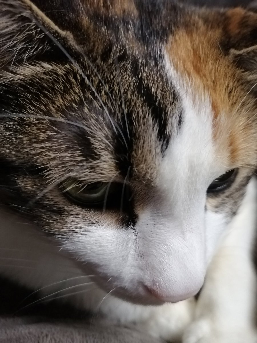 ろぐいんぼうなす 