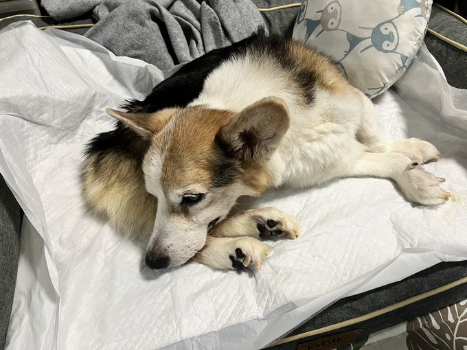 おはようございます。
食欲が失われてきています。 