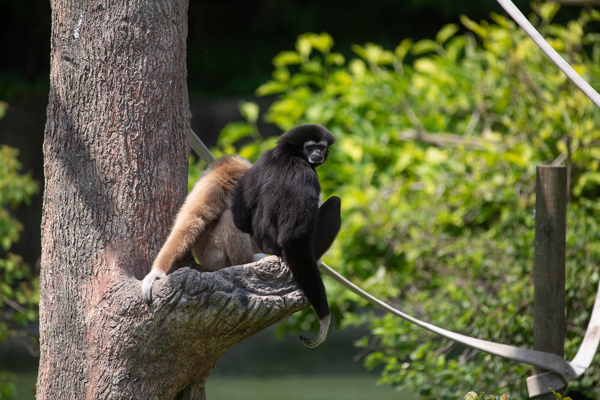 Happy World Gibbon Day! One of the most memorable things about gibbons is their call (often referred to as singing). A pair of gibbons will 'duet' to announce their territory and bond with each other. The white-handed gibbon's call can be heard up to 2 miles away in the forest.