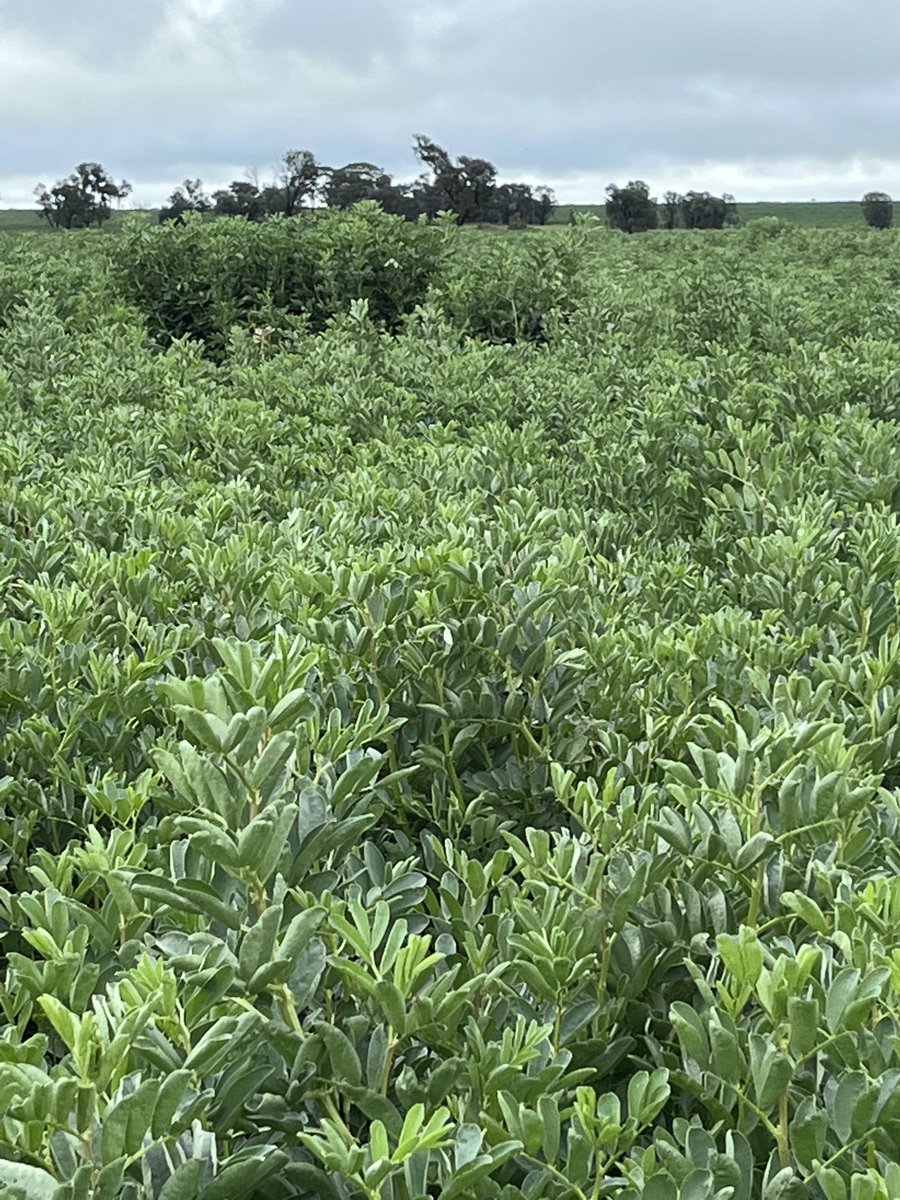 Why is it that when 90% of your beans have lodged 10% like to show u what could have bean