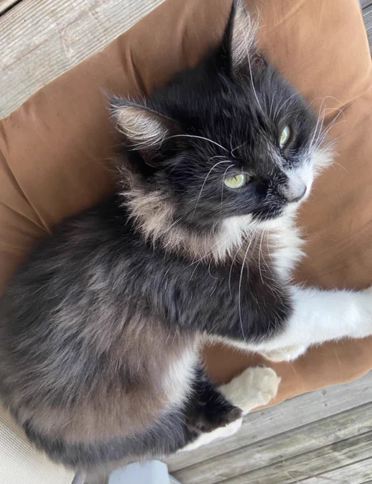 this thing came to my house a week or two ago and has not left.. it claimed Me 