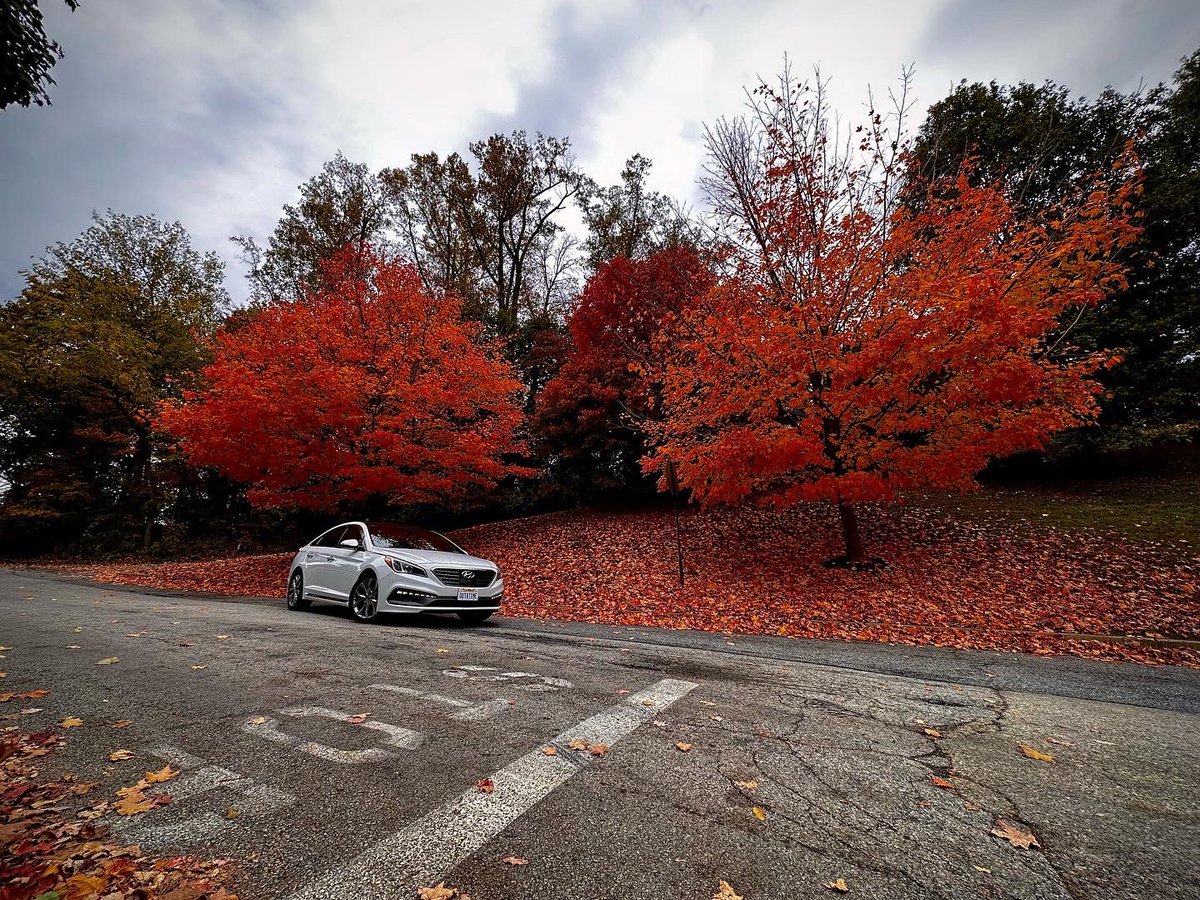 Brian_DAmbrosio's tweet photo. I saw these trees and I felt like I needed to capture it. #hyundaisonata #sonatasociety #sonataturbo #kdm #kdmnation #kdmsociety https://t.co/TKbPhYOwXe