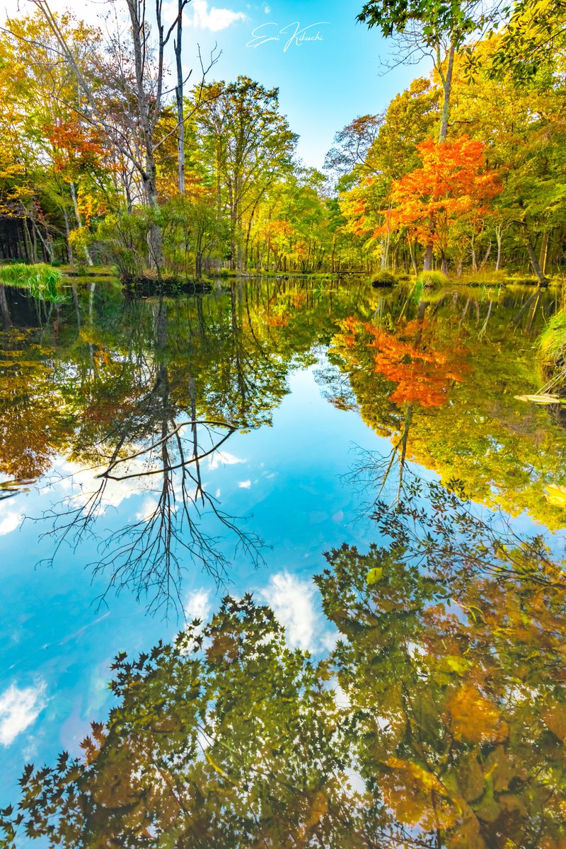 emin_kiss's tweet photo. autumn palette🎨
── 2022/10/12 photographing ──
#北海道 #苫小牧 #北海道大学苫小牧研究林
#秋 #紅葉 #エゾリス
#canoneoskissx10 #canoneos #canon #canonphotography #canoncamera #emin_kiss #japan #hokkaido #landscape #tomakomai
#autumn #autumnaltints #squirrel https://t.co/JveCqmzZx5