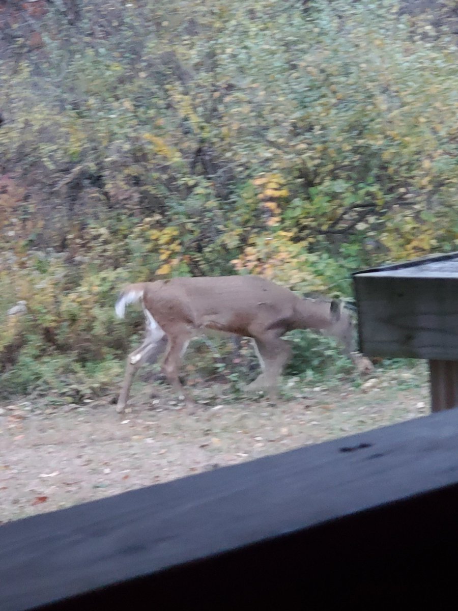 kiltedwordsmith's tweet photo. This guy just walking on by. Give him a coupla years he might be on my dinner plate https://t.co/o4JCkHMSDV