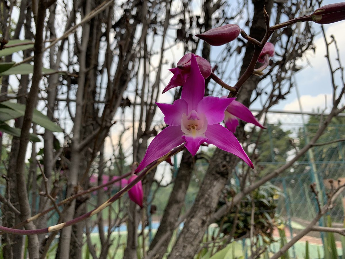 Orquídea otoñal