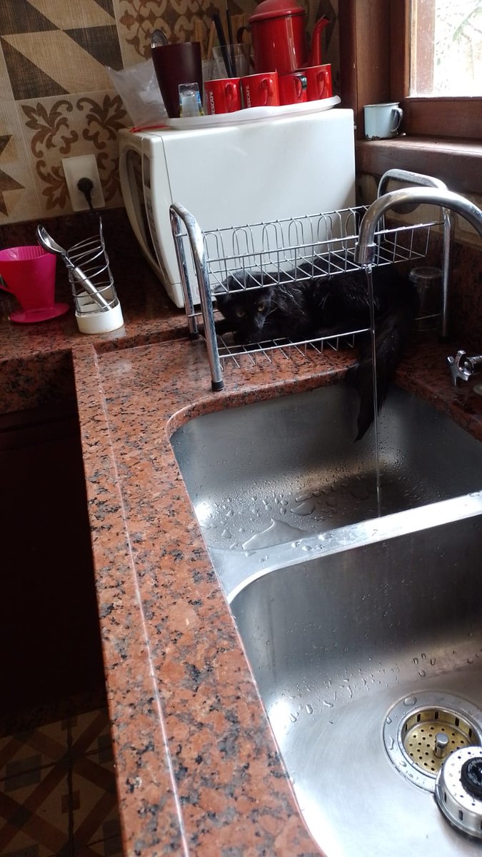 Gata preta deitada no escorredor de pratos (daqueles aramados). Não tem nenhuma louça nele.