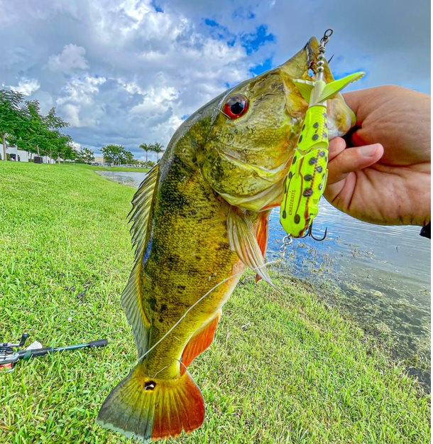 chasebaits's tweet photo. The #DrunkenMullet in Frog lookin' too good to pass up!!!
The offset pop tail produces splash and 'popping' sound resembles a drunken/dying wobble that fish can't resist! 
 🎣@fabio_fishing_life

#InspiredbytheChase #ChasebaitsUSA #DrunkenMullet #DM #Frog #SurfaceBite #Freshwater https://t.co/67fi2JaB3r