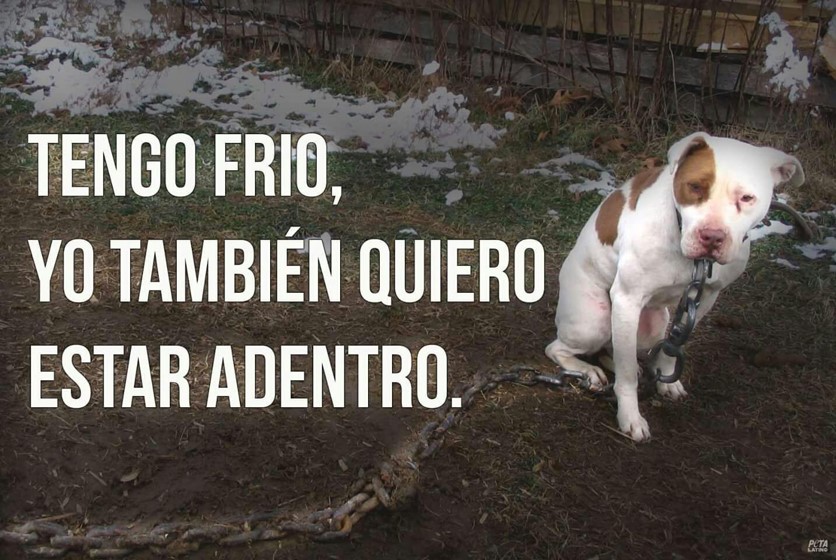 CondadodelRey9's tweet photo. Sabias que después de pasar 20 minutos bajo la lluvia, tu mascota pierden el calor corporal rápidamente afectando su circulación. #maltrato #Condadodelrey #ladridos #ayuda #mascota https://t.co/3gXYSYYHFP