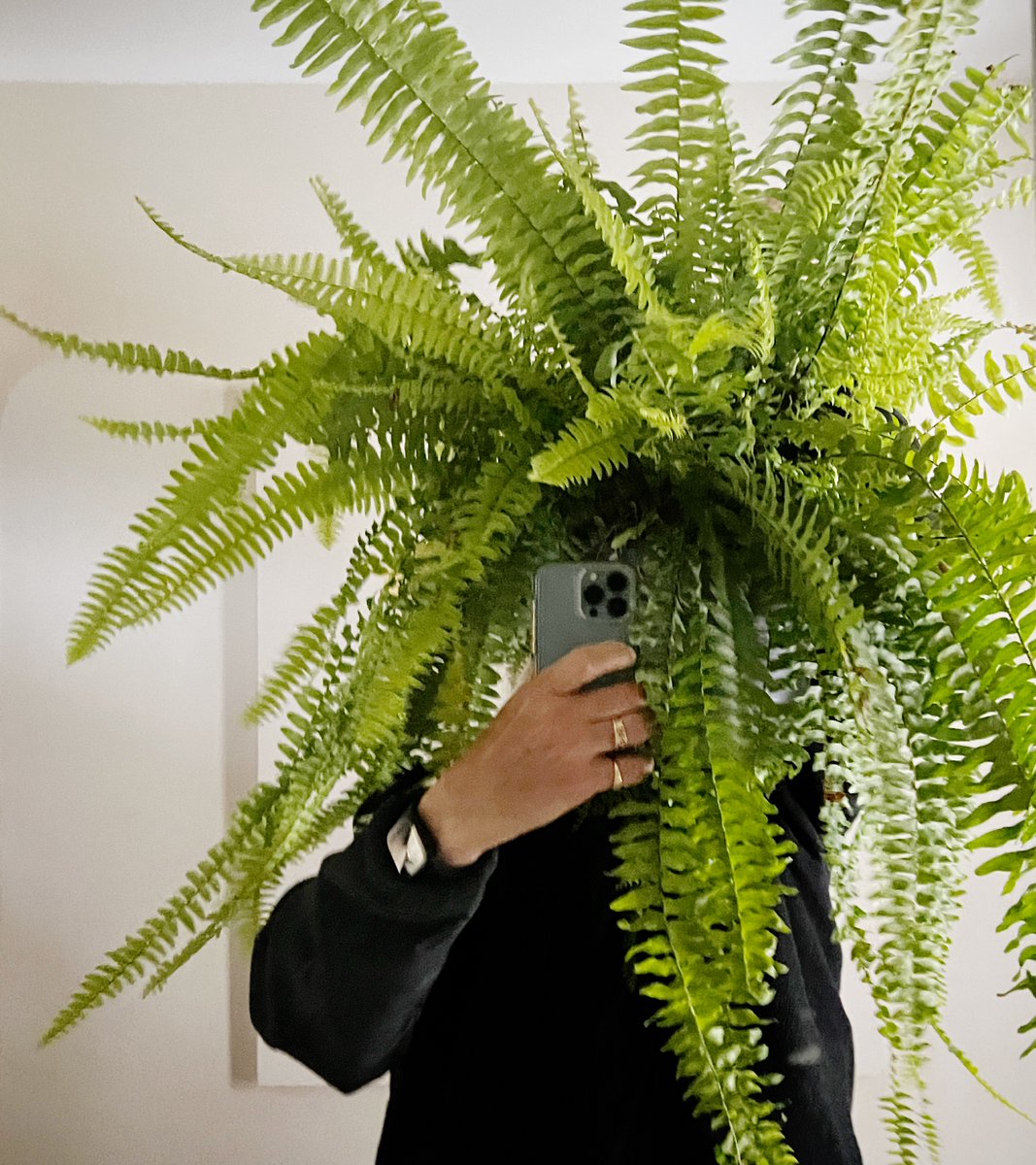 Just wondering what it might be like if I got this new Boston Fern hairdo. Yes?