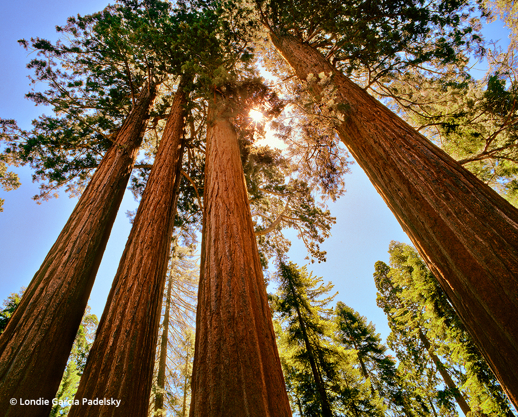 lisascully72's tweet photo. Sequoia &amp; Kings Canyon National Parks https://t.co/m4D32dFPpo https://t.co/oalpiDc7zq