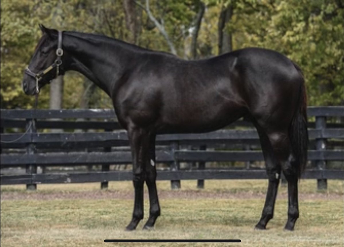 Super excited for Blackout Racing to jump into the yearling game. Welcome our first colt to the barn by Mendelssohn out of a War Front mare.