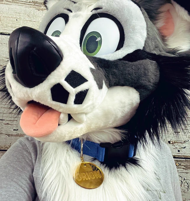 The puppers sporting their tags/collars   