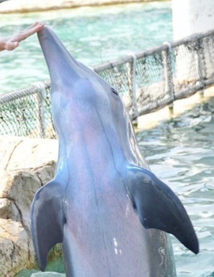 “We’re appalled,” said Rose @frdolphinPOV . “It’s even worse in many ways, because they were starving the dolphins and they lost an enormous amount of weight, and that’s simply not acceptable.” local10.com/news/local/202… #StarvingDolphins @MiamiSeaquarium