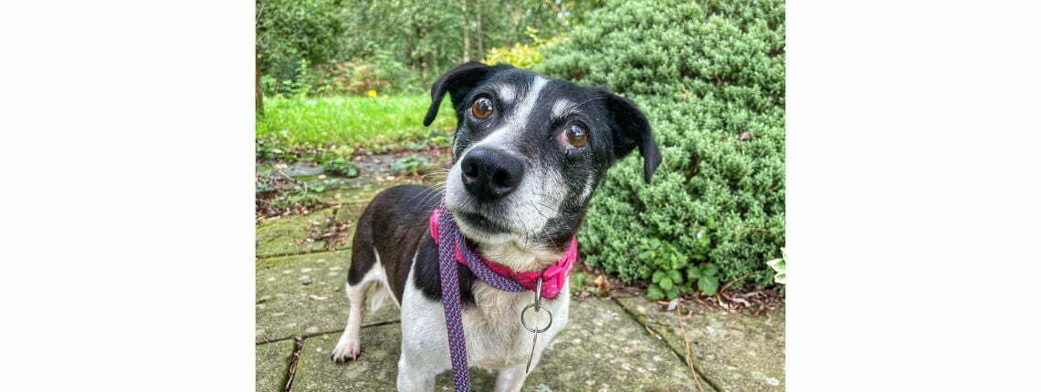 Please retweet to help Tia find a home #CHESHIRE #UK 

Sweet Jack Russell Terrier aged 5. She was found as a stray and is now looking for a calm, adult home where she can build her confidence. She needs to be the only pet.
DETAILS or APPLY👇
dogshome.net/dog-for-adopti……
#dogs #pets