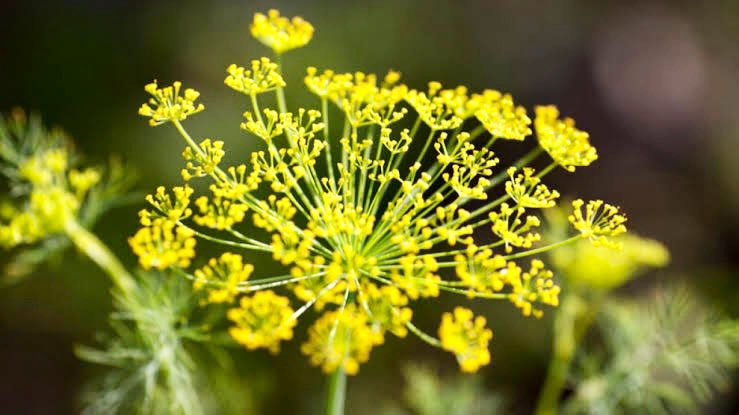 Yumin523 Yumin523 Twitter