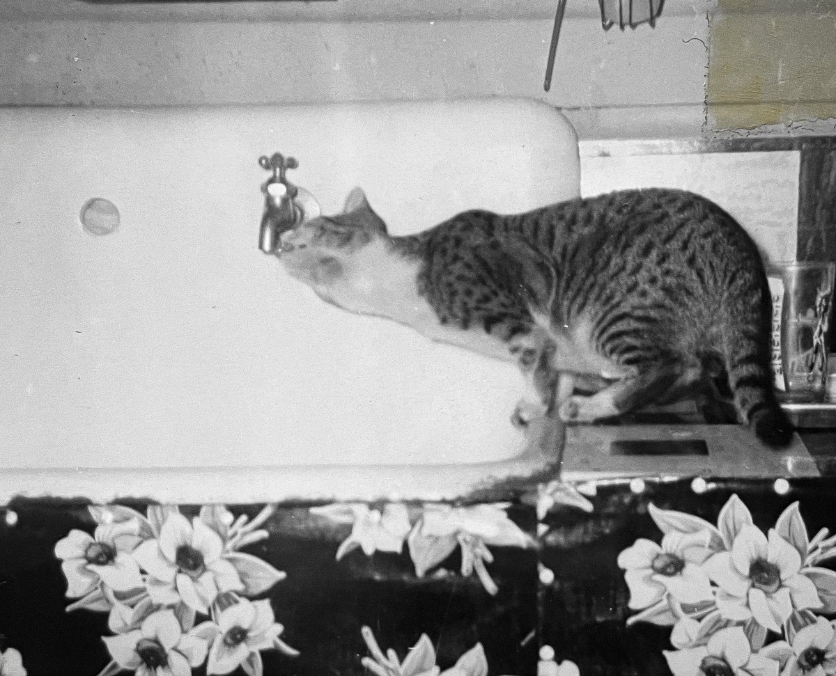 You know how some cats are weird about drinking from the faucet? I guess that’s not new. This is a photo in my collection from the 1950s.