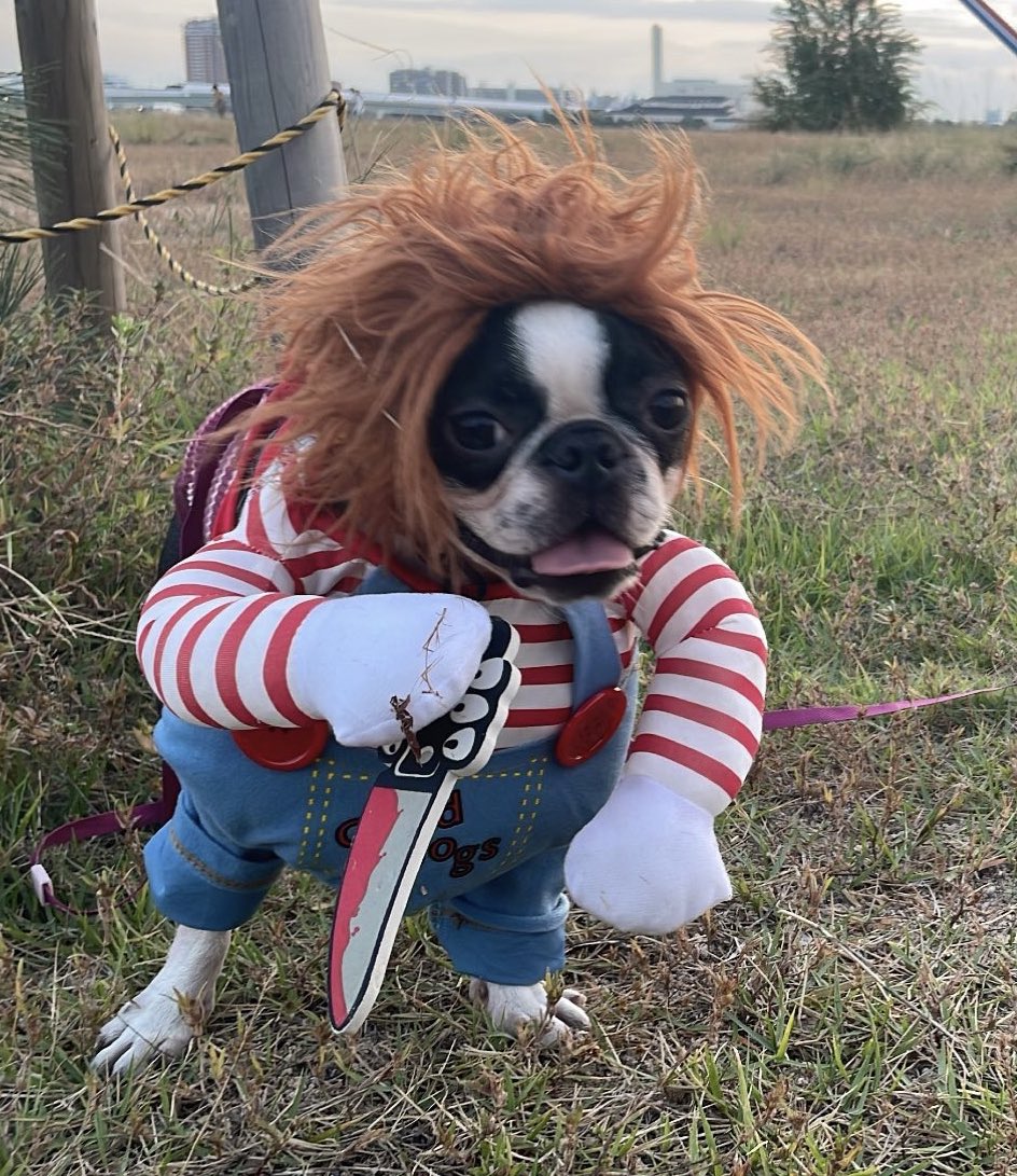 sizque's tweet photo. 犬ハロウィンコスプレチャッキー
マジで面白すぎるのでみんなやって
ここがいま一番発想早いと思う

https://t.co/8CYhx3tmX9 https://t.co/AsU31RrBp7
