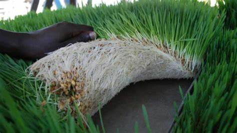 p_dusabimana's tweet photo. Mworozi, waba uhangayikishwa n'ibura by'ubwatsi n'ibiryo by'amatungo biterwa n'ibihe by'izuba, n'ibiciro bihanitse?
Hydropinic fodder (Ubwatsi buhingwa hatifashishijwe ubutaka) ni igisubizo; burahendutse, burizewe, bukungahaye ku ntungamubiri, buboneka mu gihe gito, 1/4
#Thread https://t.co/0MMQXjWf1t